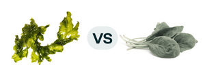 Seaweed Mineral Complex